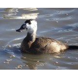 White Headed Duck